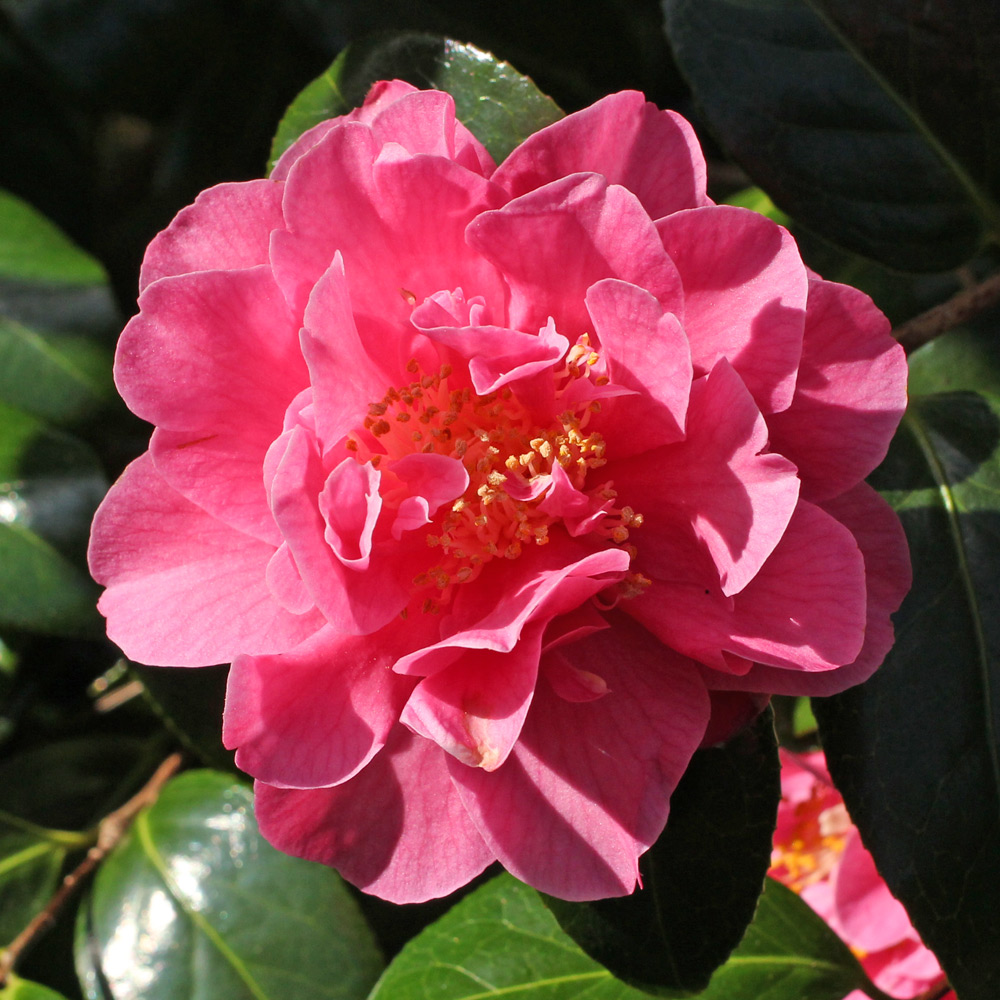 Camellia x williamsii 'Senorita'