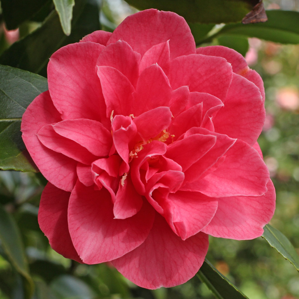 Camellia japonica 'Anna M. Page'