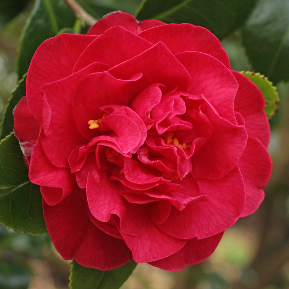 Camellia japonica 'Australis'