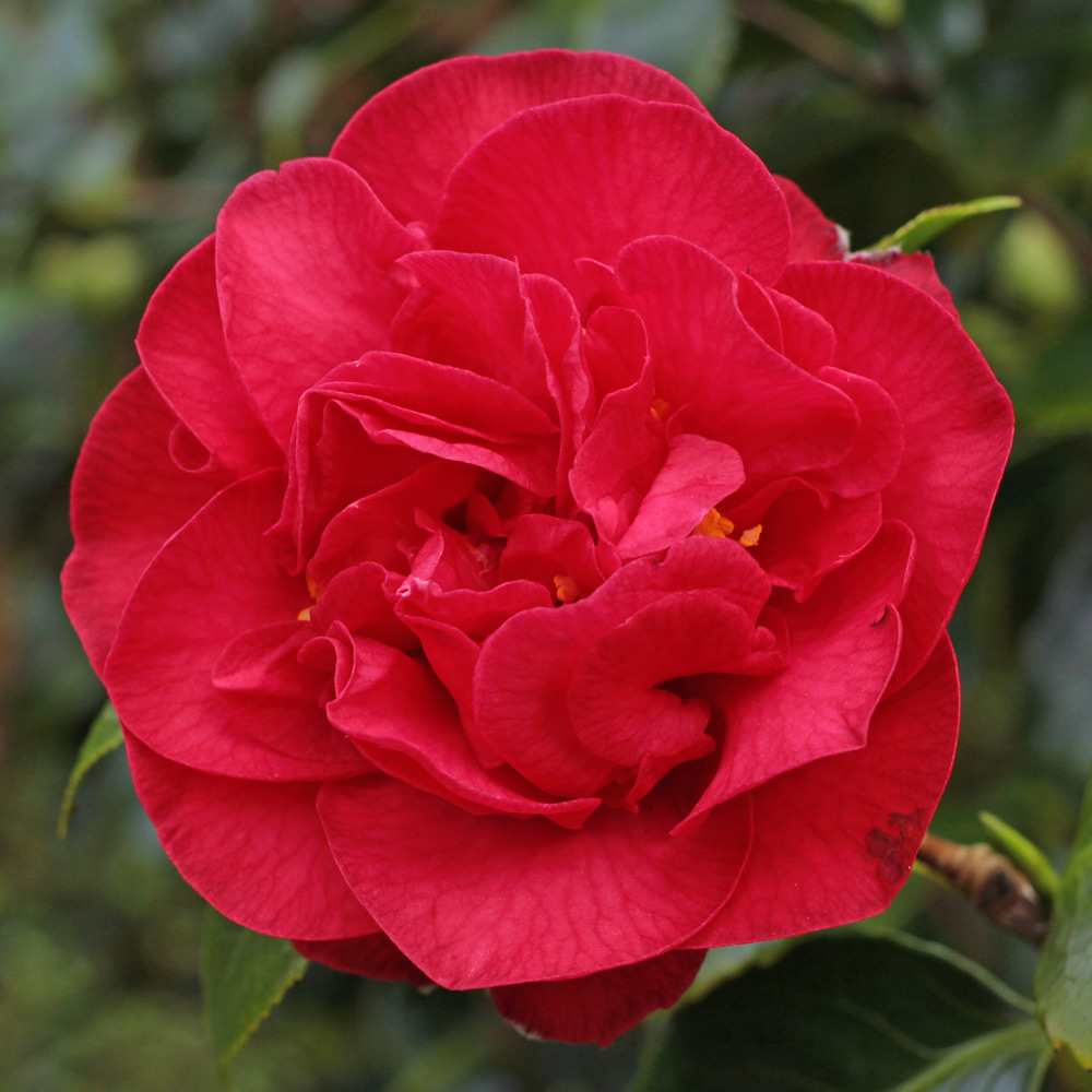 Camellia japonica 'Australis'