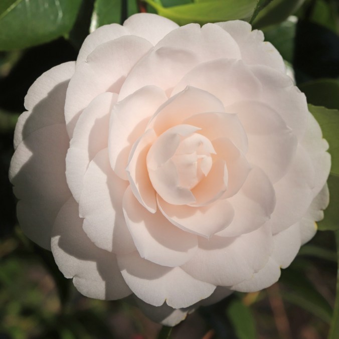 Camellia japonica 'Barbara Mary'