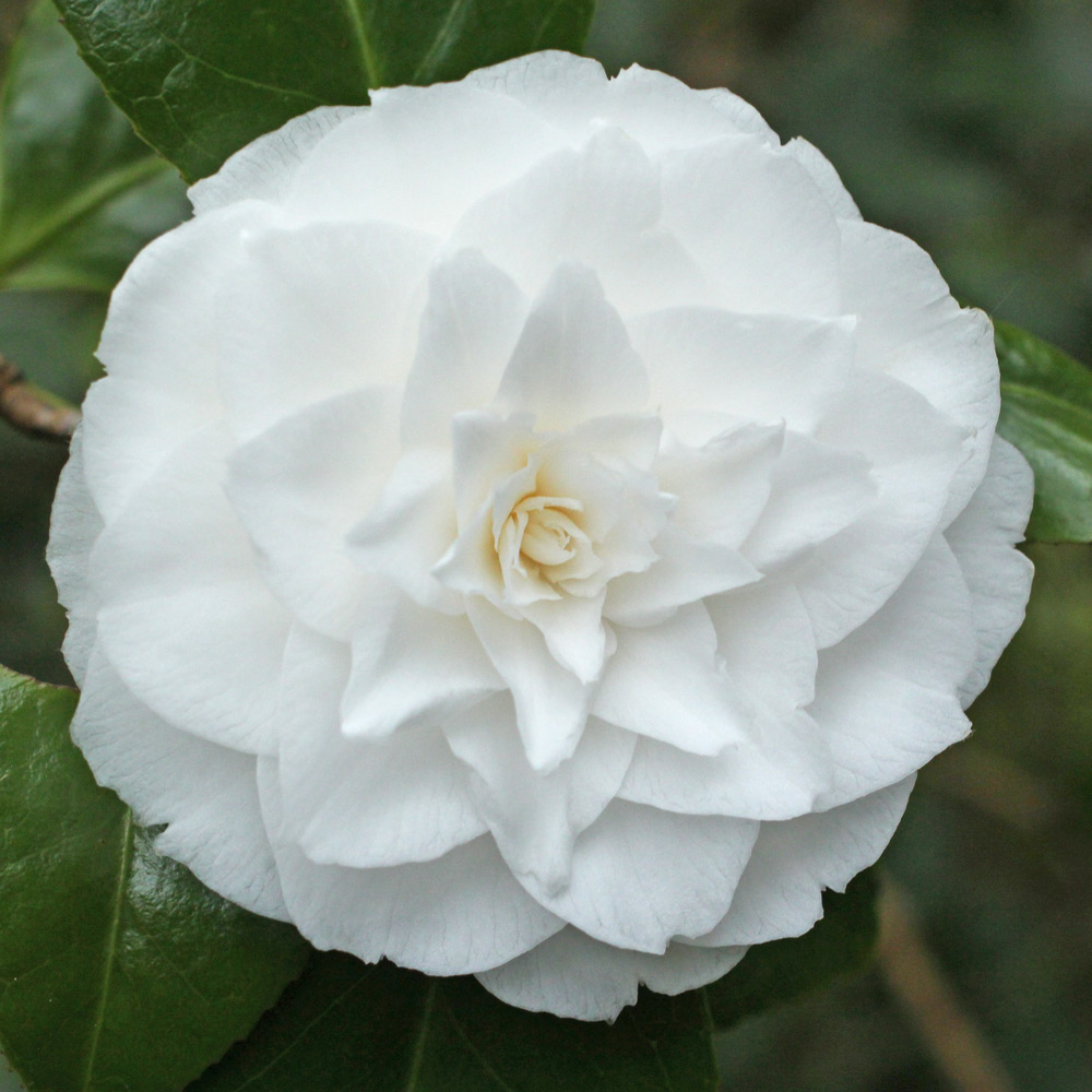 Camellia japonica 'Elizabeth Cole'