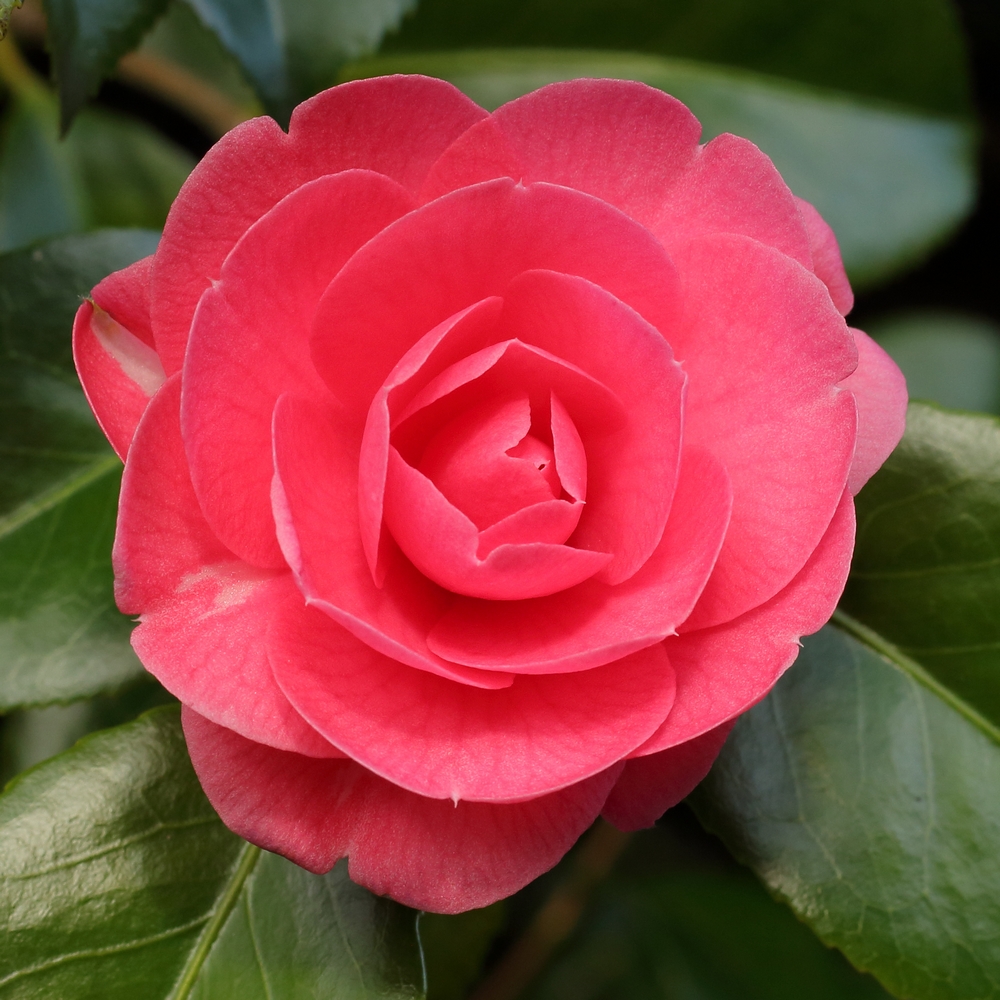 Camellia japonica 'Erica Sievers'