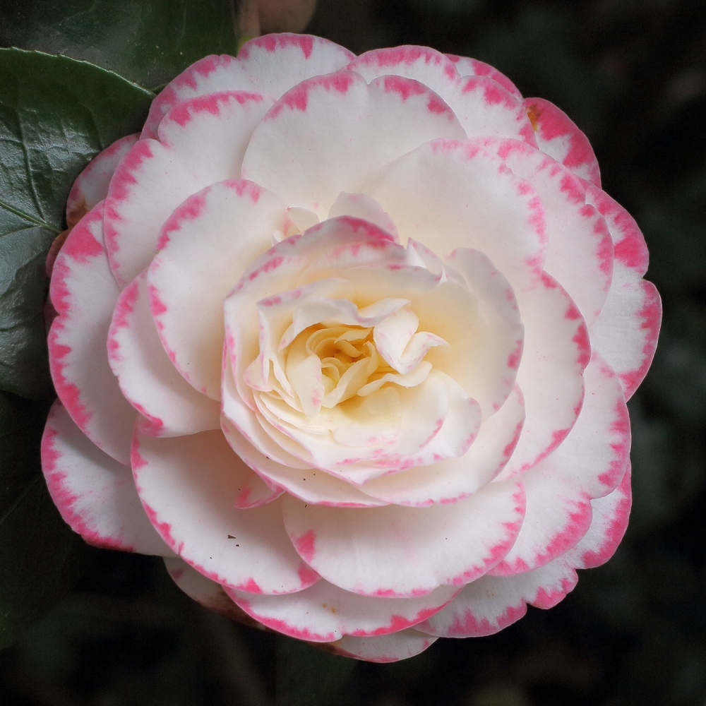 Camellia japonica 'Margaret Davis'