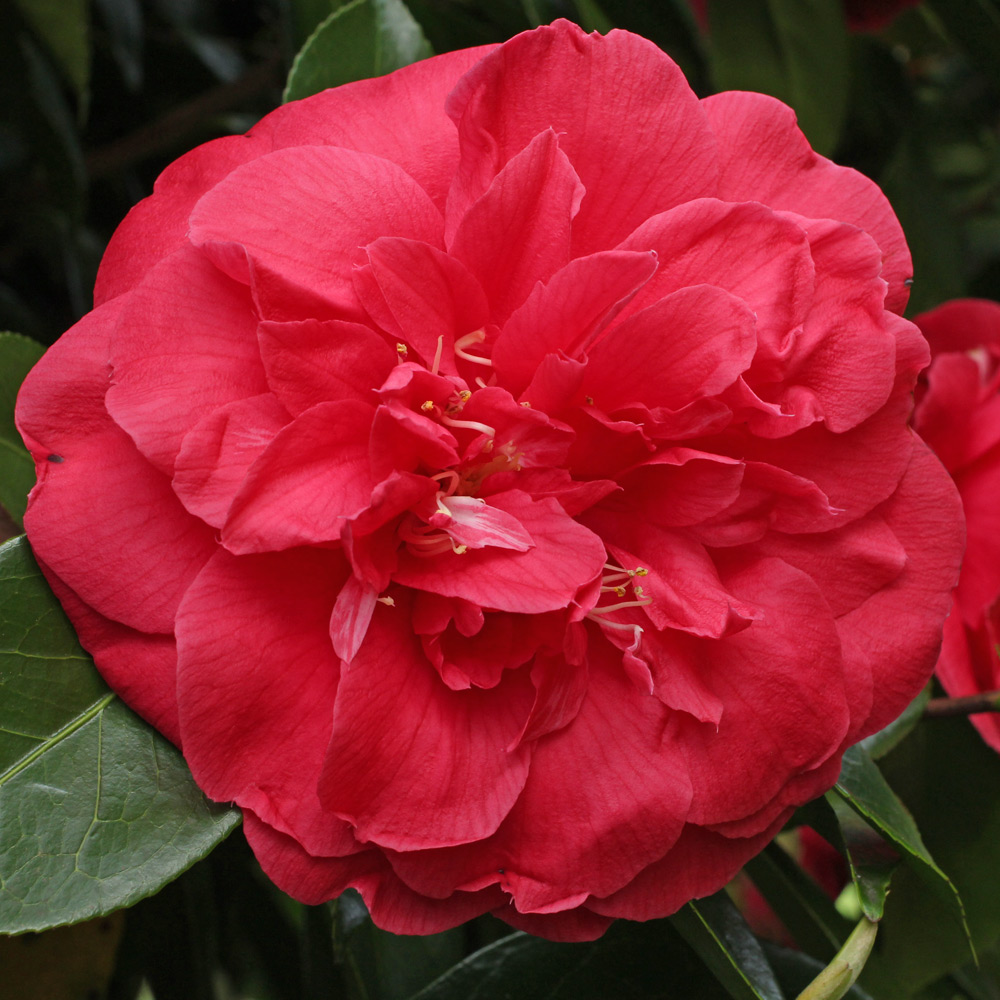 Camellia japonica 'Red Ensign'