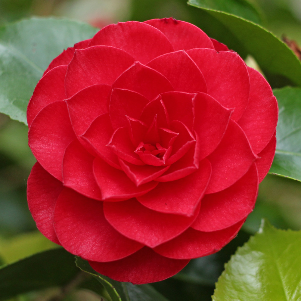Camellia japonica 'Somersby'