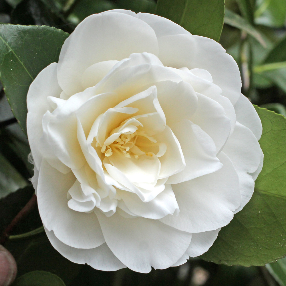 Camellia japonica 'Swan Lake'