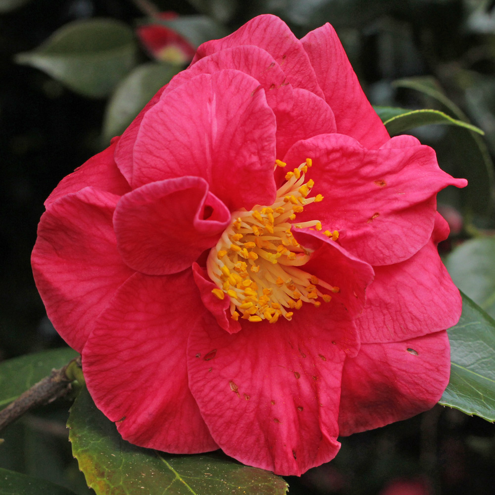 Camellia japonica 'The Czar'