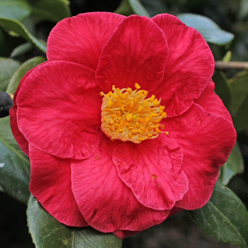 Camellia japonica 'The Czar'