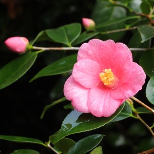Camellia hybrid 'Cornish Spring'