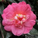 Camellia japonica 'Akashigata'