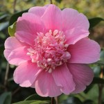 Camellia x williamsii 'Anemone Frill'