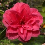 Camellia japonica 'Auguste Delfosse'