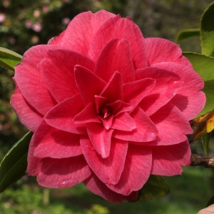 Camellia japonica 'Auguste Delfosse'