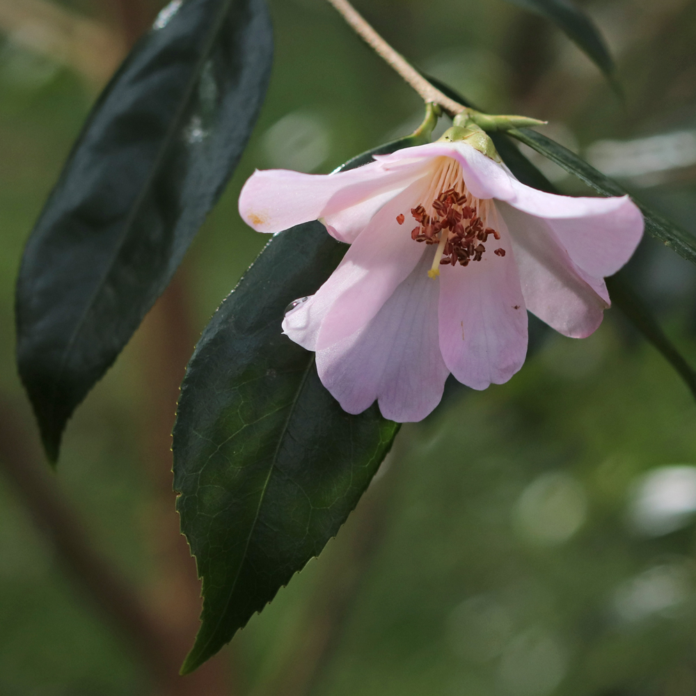 Camellia hybrid 'Winton'