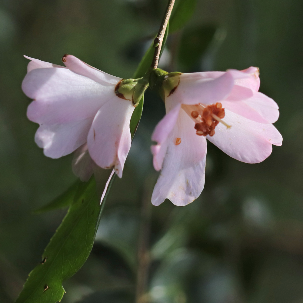 Camellia hybrid 'Winton'