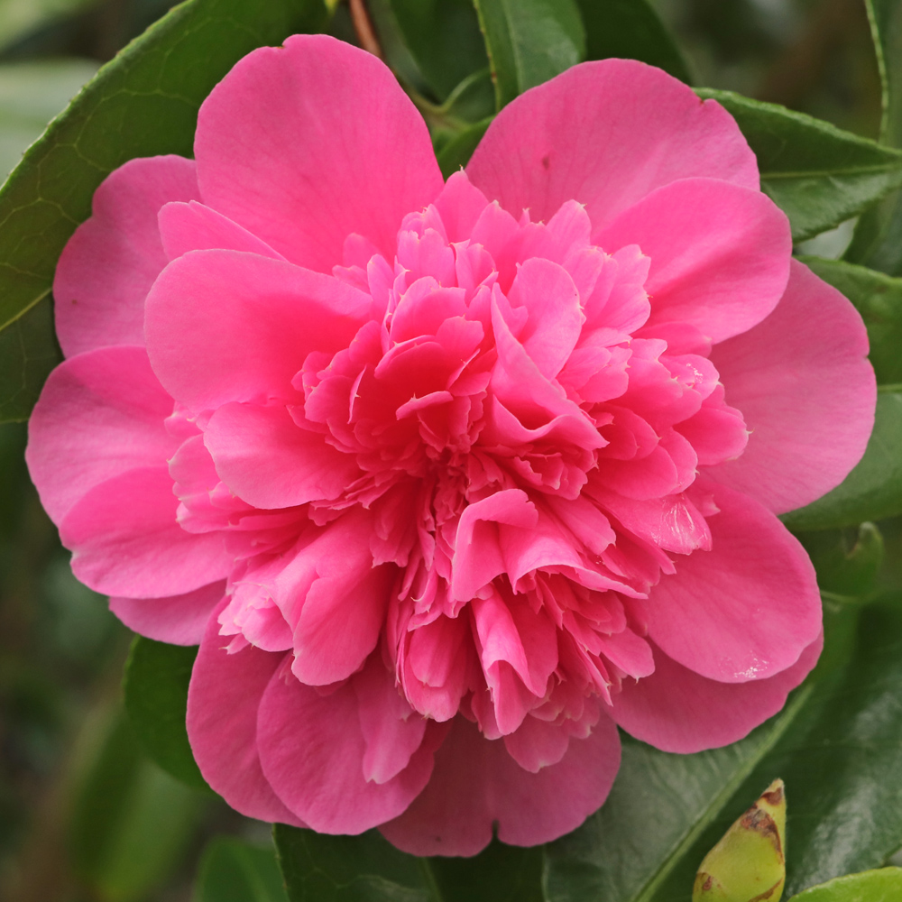 Camellia x williamsii 'Debbie'