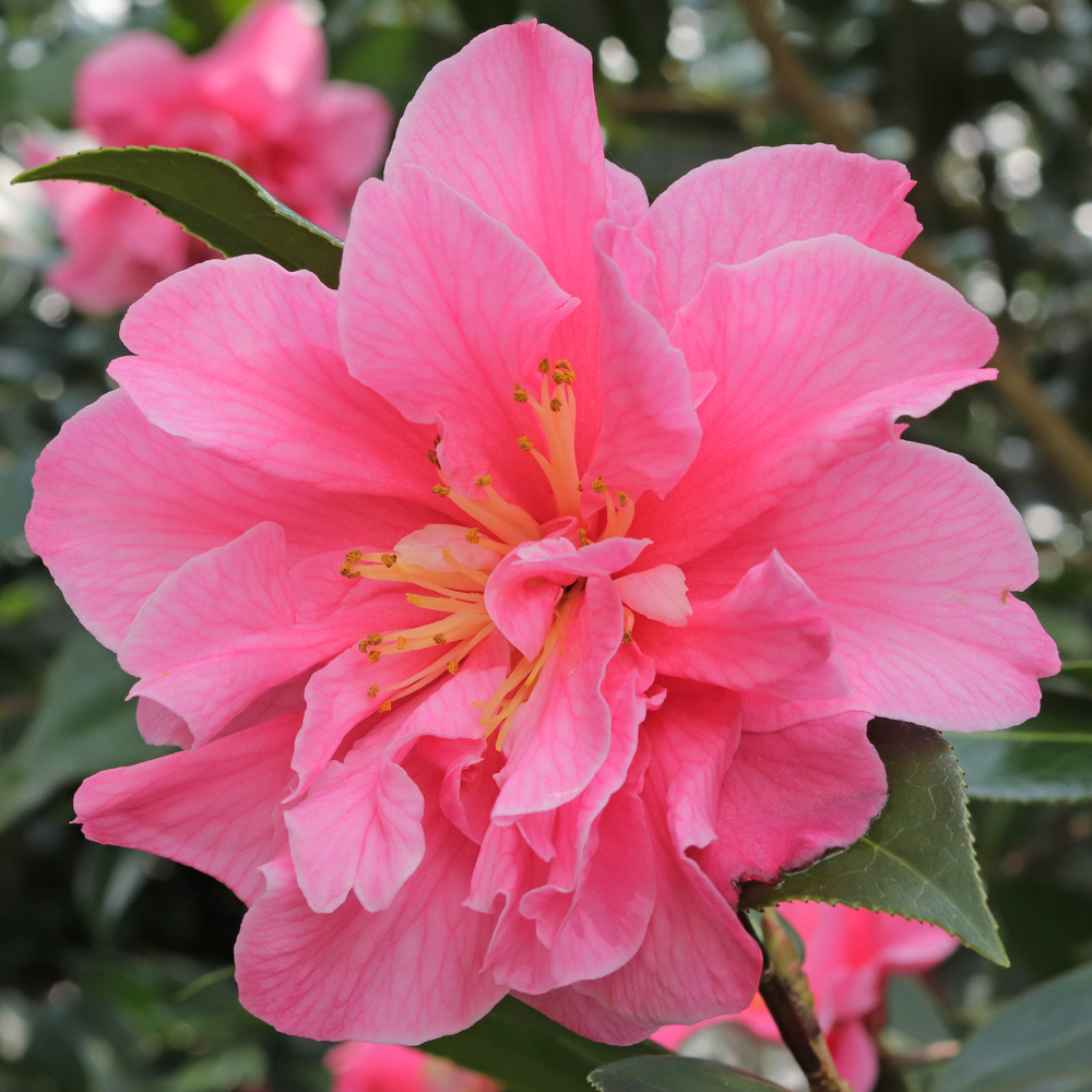 Camellia 'Leonard Messel'