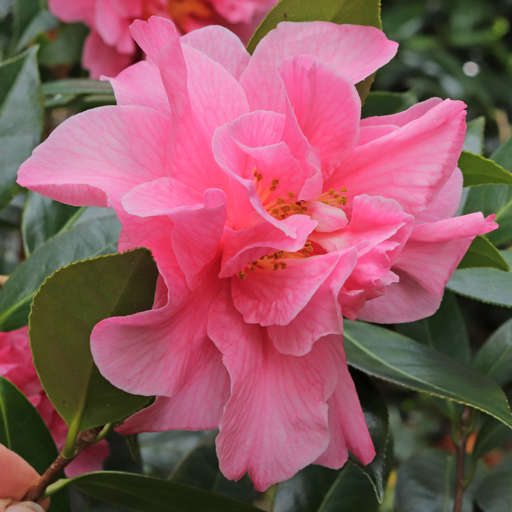 Camellia 'Leonard Messel'