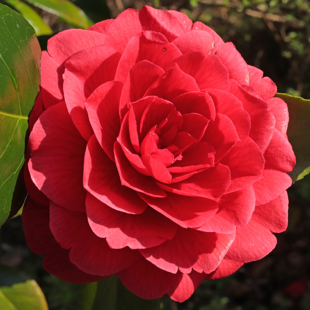Camellia japonica 'Prince Murat'