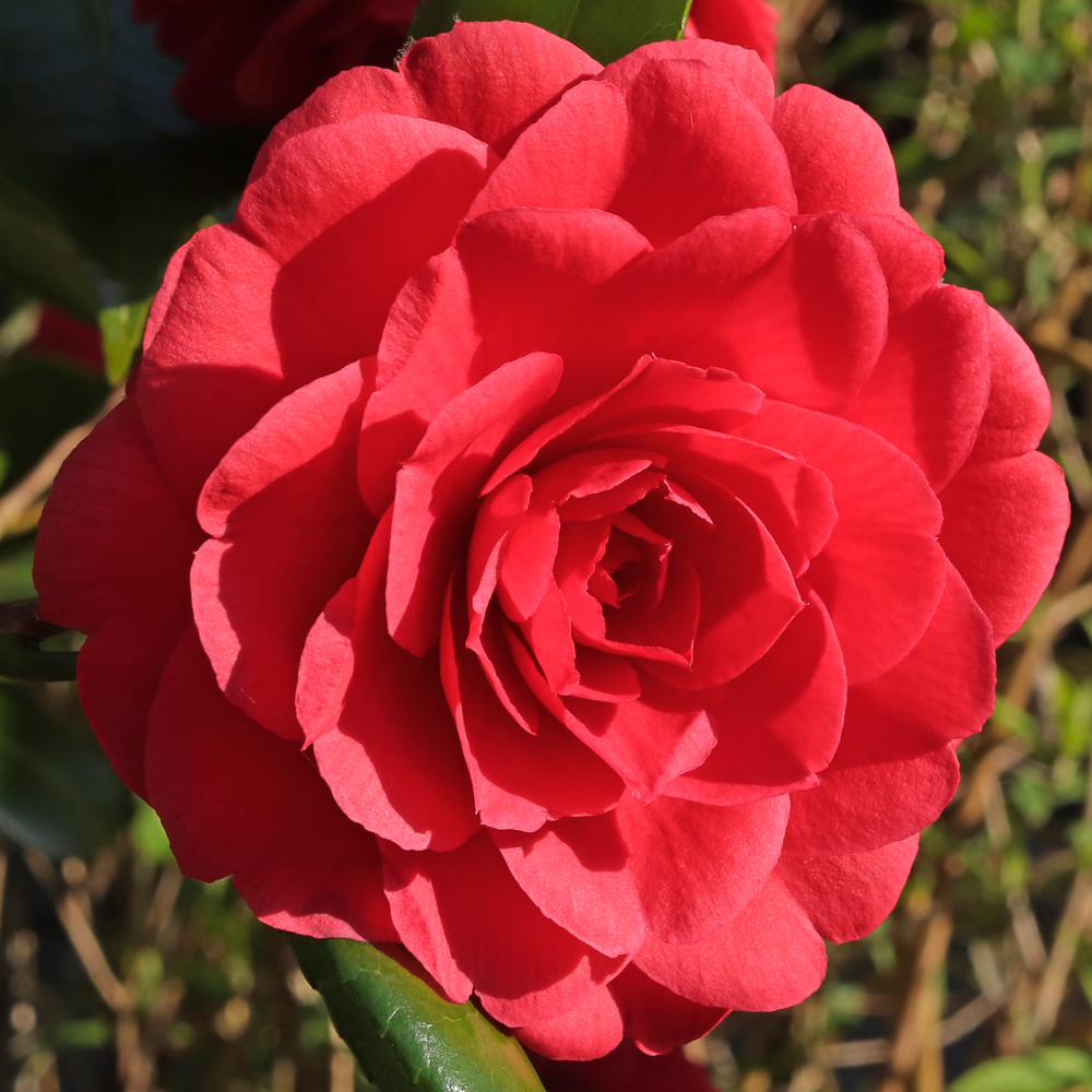 Camellia japonica 'Prince Murat'