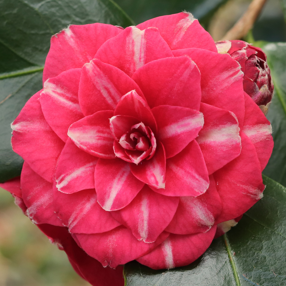 Camellia japonica 'Rosa Baroveira Nella'