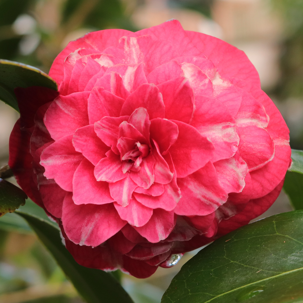 Camellia japonica 'Rosa Baroveira Nella'