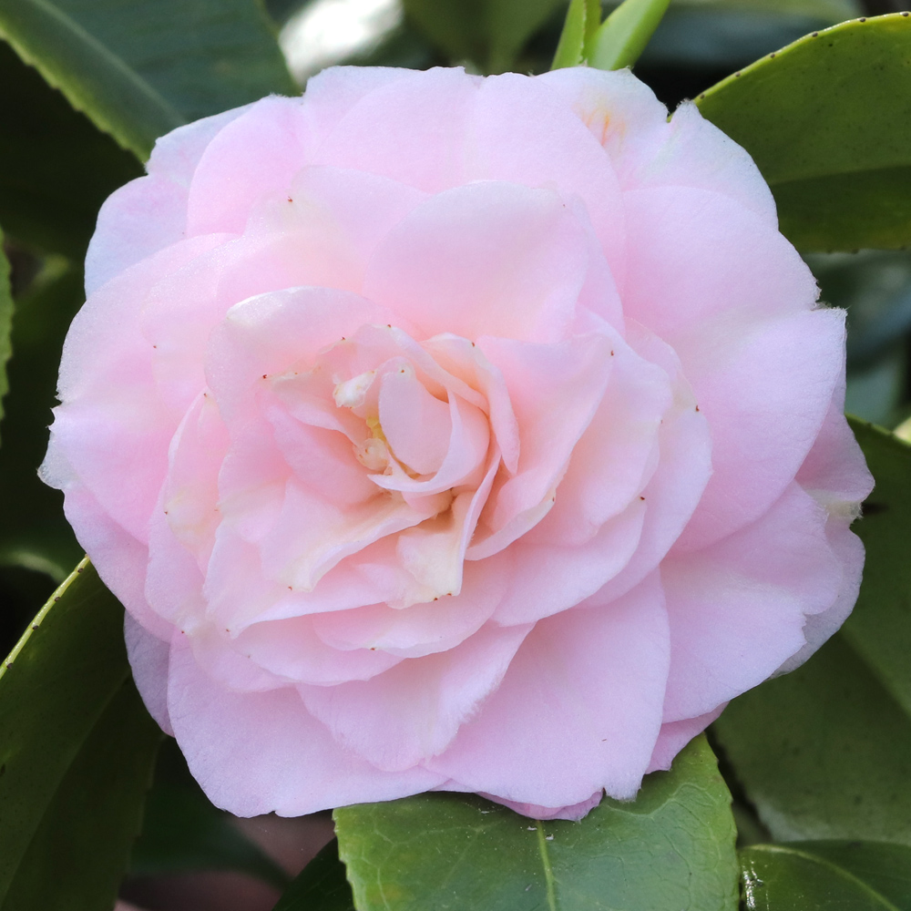 Camellia japonica 'Just Darling'