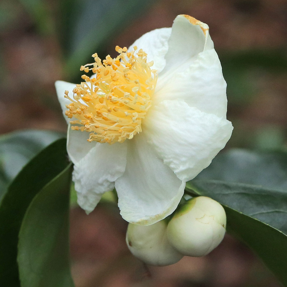Camellia taliensis