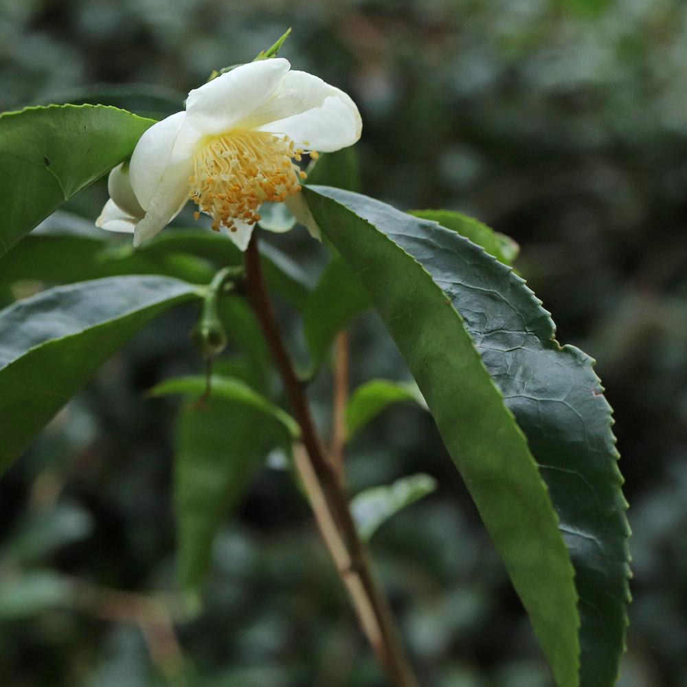 Camellia taliensis