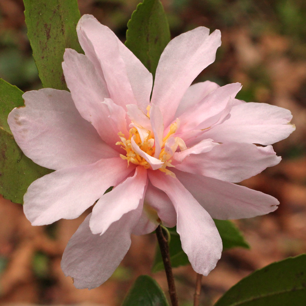 Camellia 'Winter's Dream'