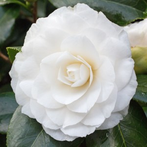 Camellia japonica 'Alba Plena'