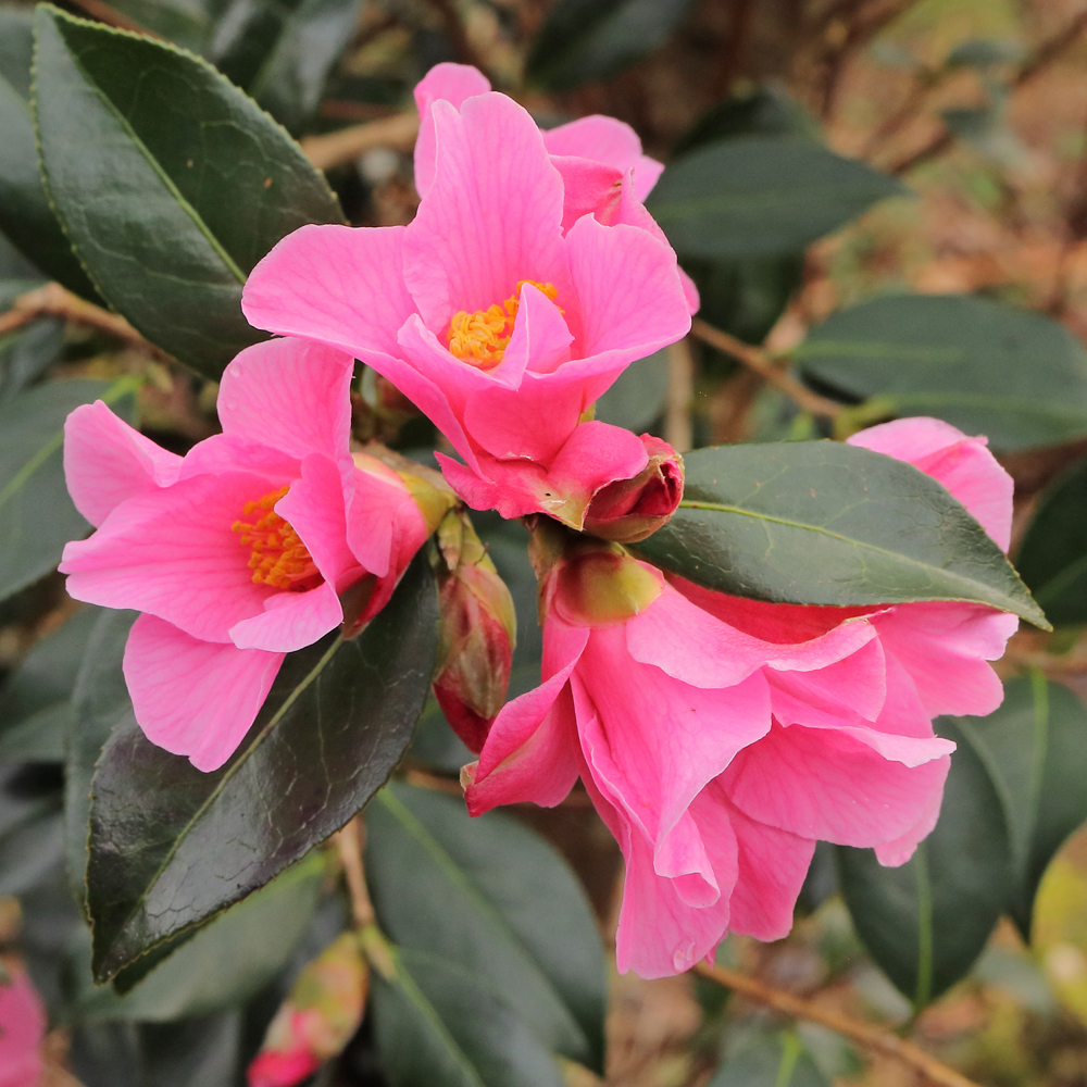 Camellia x williamsii 'Bow Bells'