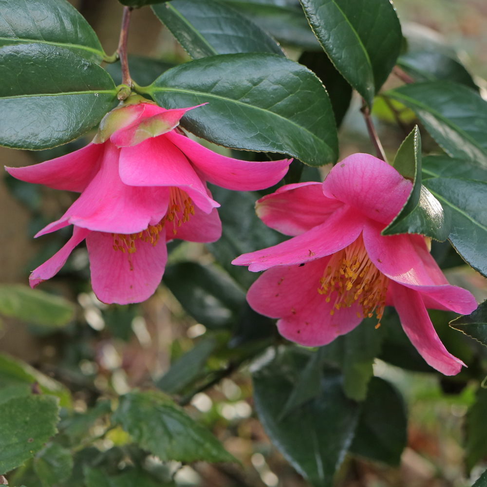 Camellia x williamsii 'Caerhays Best'