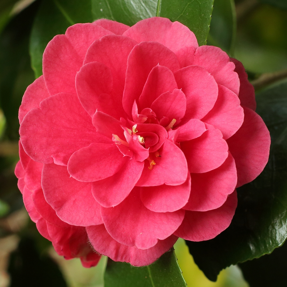 Camellia japonica 'Campbellii'