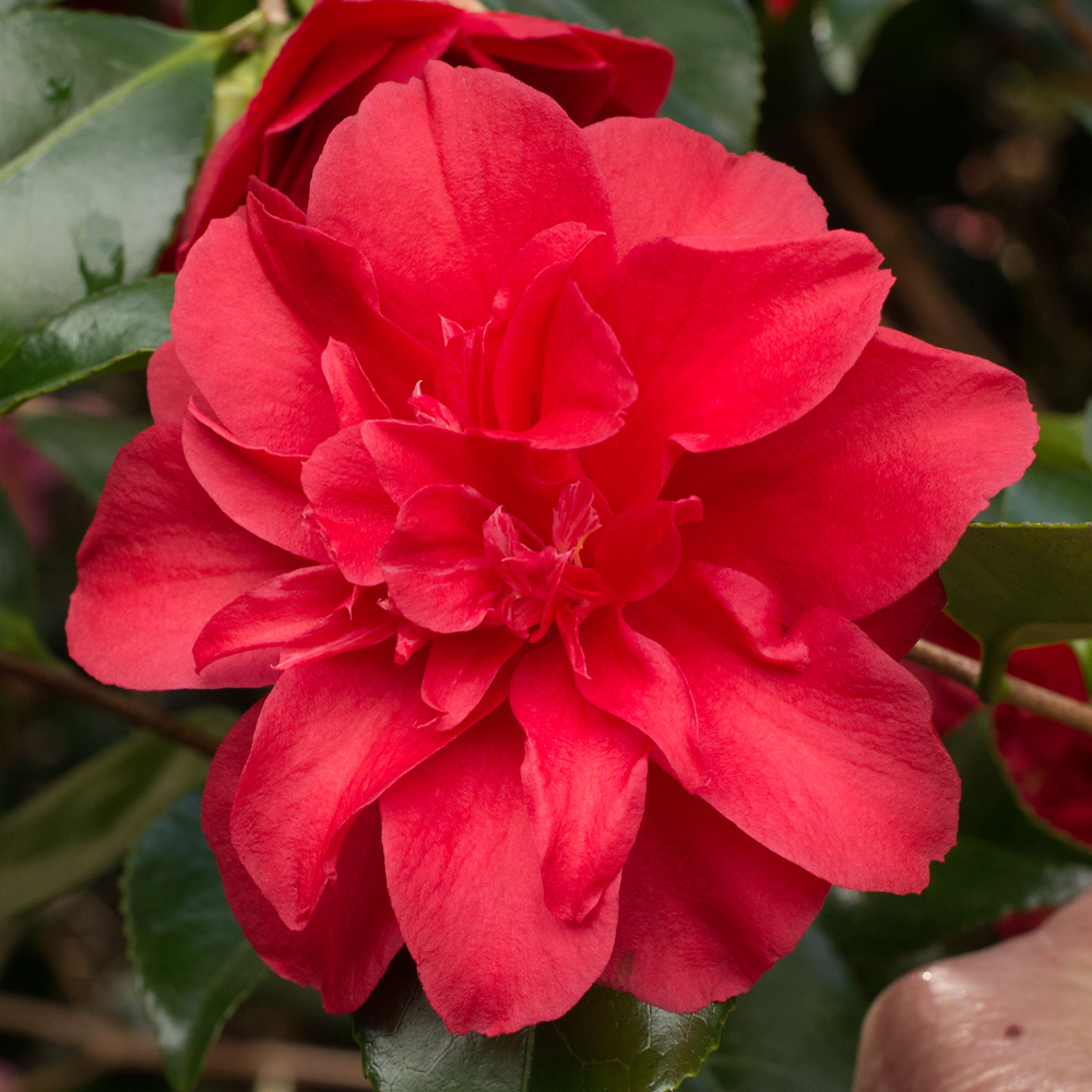 Camellia japonica 'Chandleri'