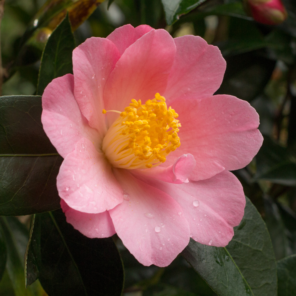 Camellia x williamsii 'Charlotte Petherick'