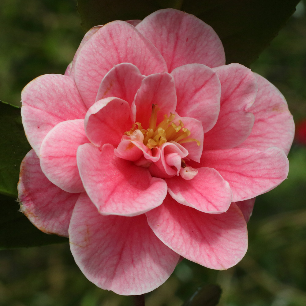 Camellia japonica 'Countess of Orkney'
