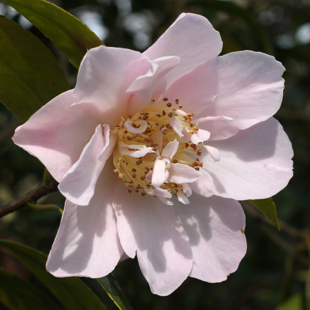 Camellia x williamsii 'Citation'