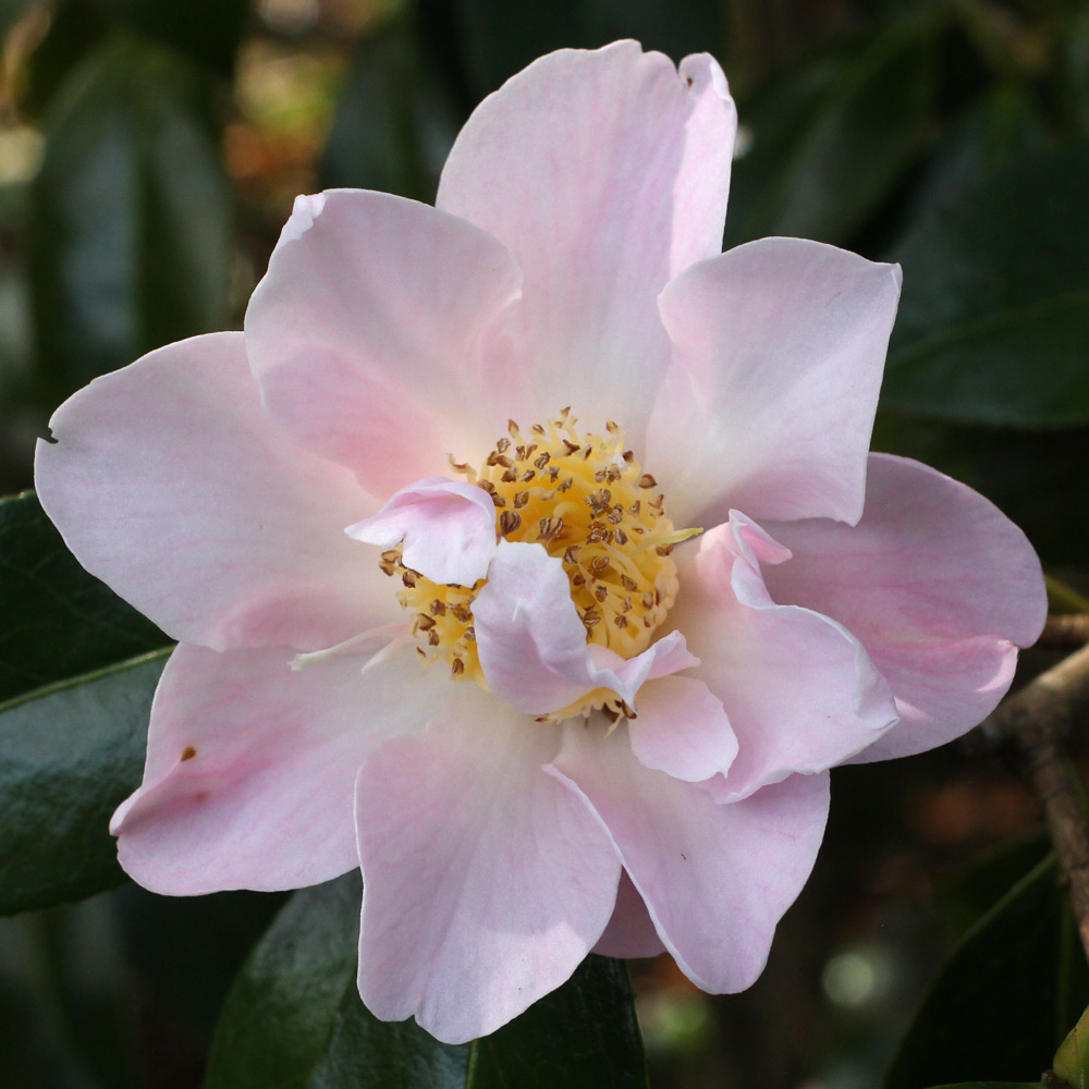 Camellia x williamsii 'Citation'