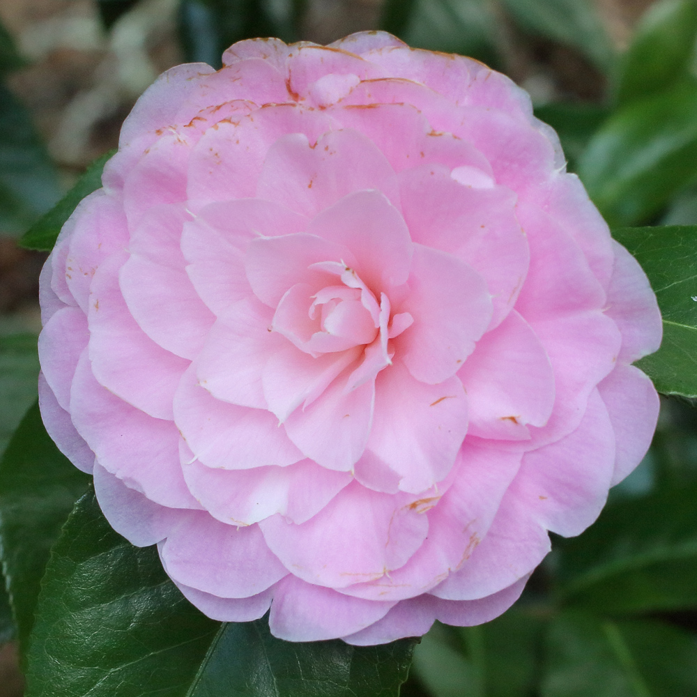 Camellia x williamsii 'Elizabeth Anderson'