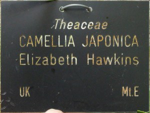 Camellia japonica 'Elizabeth Hawkins'