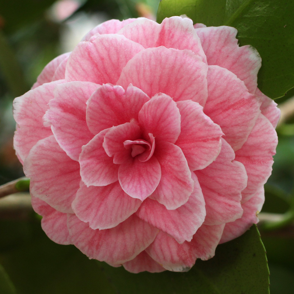 Camellia japonica 'Eugenie de Massena'