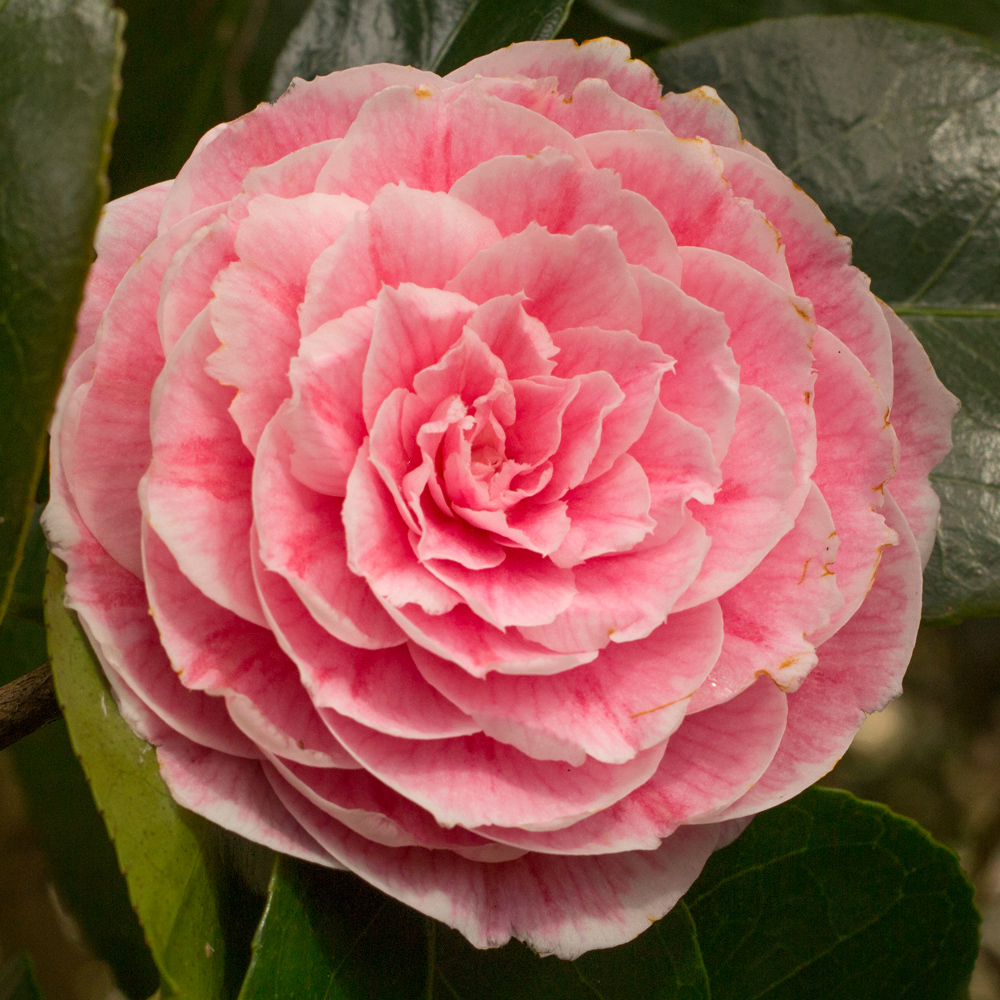 Camellia japonica 'Eugenie de Massena'
