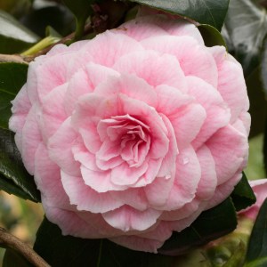 Camellia japonica 'Eugenie de Massena'