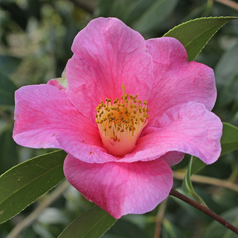 Camellia x williamsii 'Exbury'