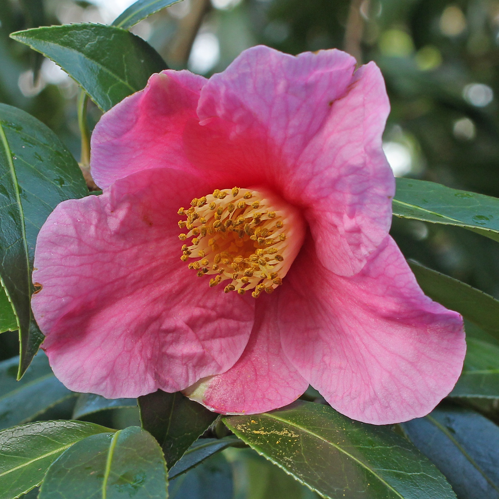 Camellia x williamsii 'Exbury'