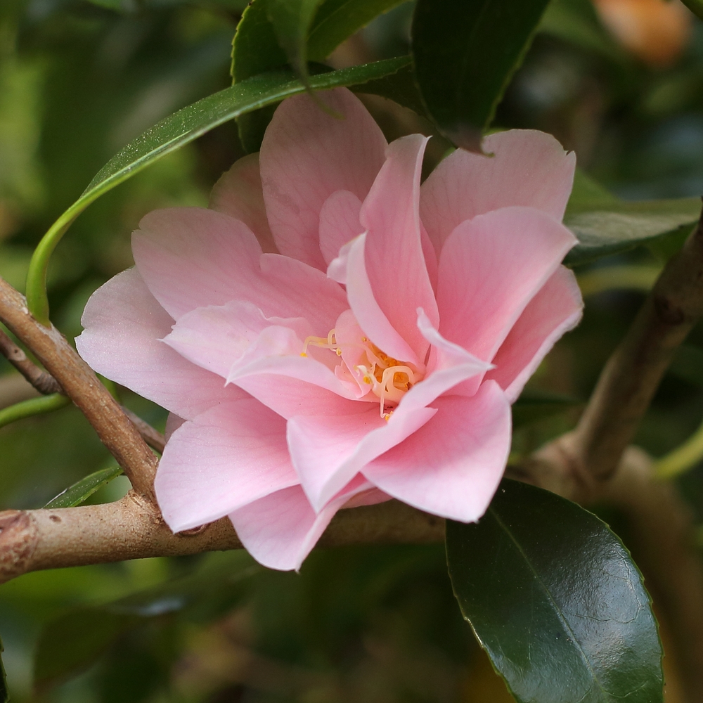 Camellia japonica 'Fleur Dipater'