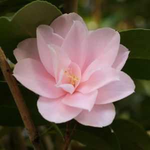 Camellia japonica 'Fleur Dipater'