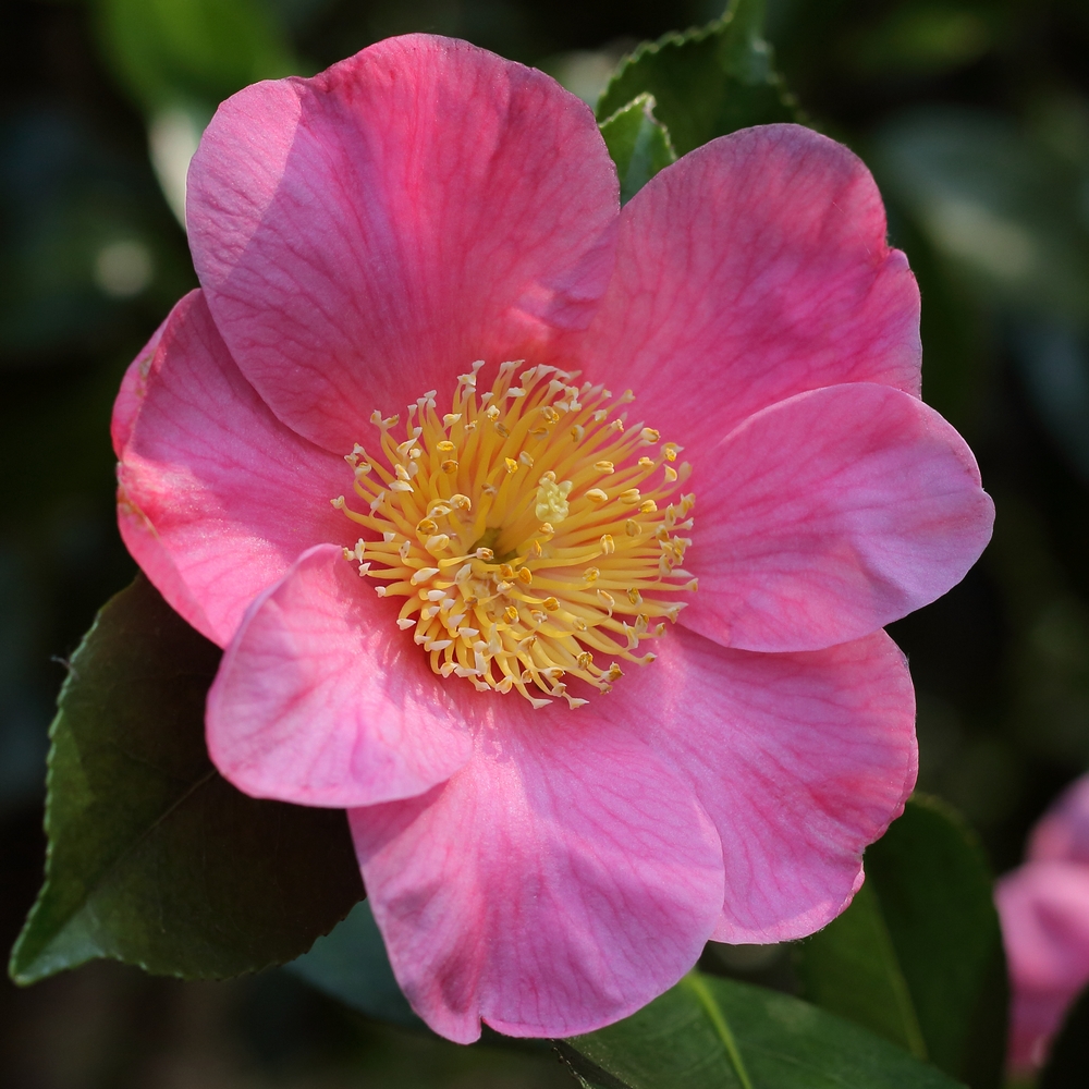 Camellia hybrid 'Hooker'